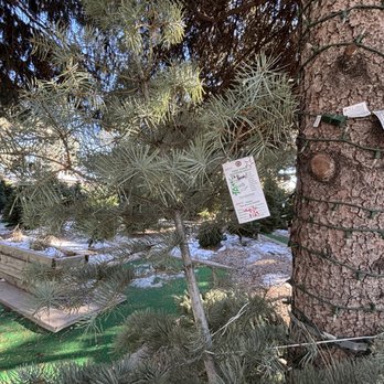 Tree Town Wonderland - Christmas Trees Near Me - Denver, Colorado Tree Town Wonderland - Christmas Trees Near Me - Denver, Colorado