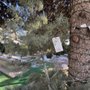 Photo of Tree Town Wonderland