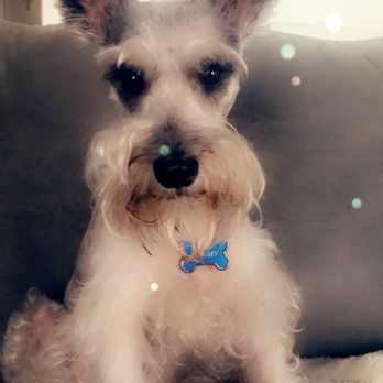 lucy's doggy daycare prices