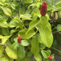 Some of our treasures from Charles Nii Nursery...
