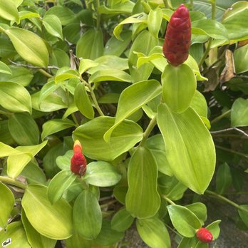 Charles Nii Nursery - Some of our treasures from Charles Nii Nursery... - Nurseries & Gardening Near Me - Honolulu, Hawaii