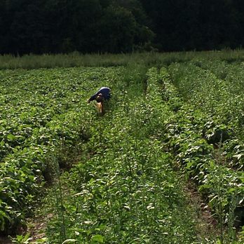 Wickham Farms - My daughter picking string beans. - Mini Golf Near Me - Penfield, New York
