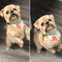 Photo of Chic Tails Pet Boutique and Spa