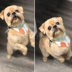Chic Tails Pet Boutique and Spa - Murphy the Brussel Griffon
