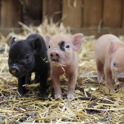 The Pet Show - Micro Pigs