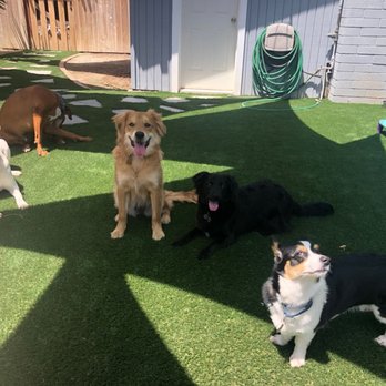 Down To Earth Dogs - Pet Training Near Me Down To Earth Dogs - Pet Training Near Me