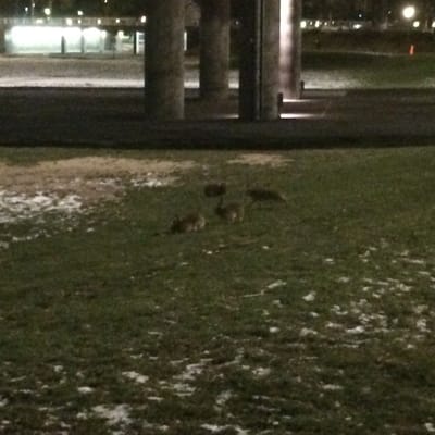 Rålambshovsparken by null