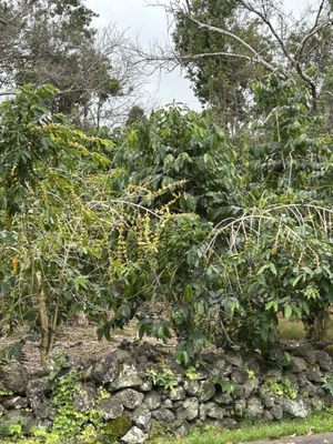 Kona Coffee Living History Farm by null