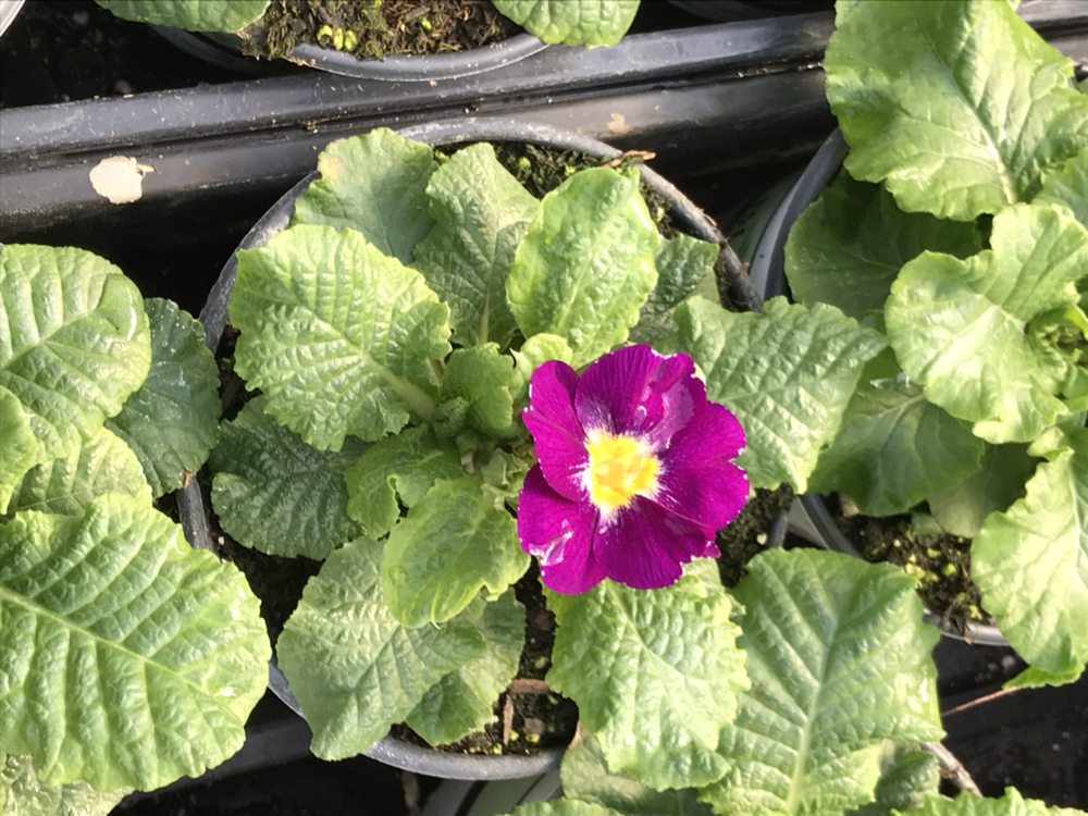 LINK’S GREENHOUSE Updated October 2024 N9905 Link Rd, Portage