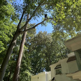 Bautista Landscaping - Trees - Lawn Services Near Me Bautista Landscaping - Trees - Lawn Services Near Me