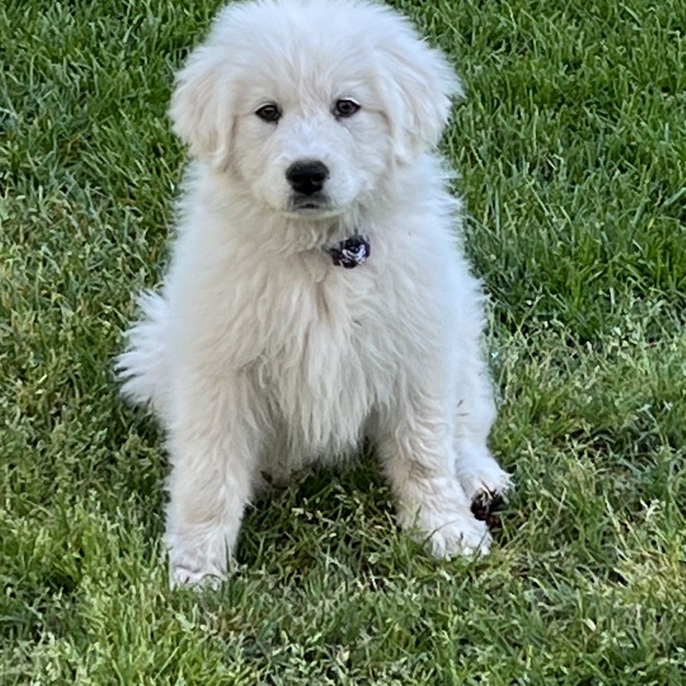 PetSmart - Puppy before - Pet Training Near Me - San Bernardino, California PetSmart - Puppy before - Pet Training Near Me - San Bernardino, California