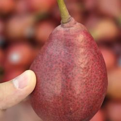 Red pear