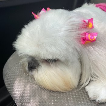 Rover Pet Salon - Trust me... she is ecstatic! This is Madame Nouvellé. On IG: Madame Nouvellé and her brother is @sirbroadway on IG and FB. - Pet Groomers Near Me - Raleigh, North Carolina Rover Pet Salon - Trust me... she is ecstatic! This is Madame Nouvellé. On IG: Madame Nouvellé and her brother is @sirbroadway on IG and FB. - Pet Groomers Near Me - Raleigh, North Carolina