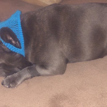 Mountain West Veterinary Specialists - Calvin's recovery - Veterinarians Near Me - Layton, Utah Mountain West Veterinary Specialists - Calvin's recovery - Veterinarians Near Me - Layton, Utah