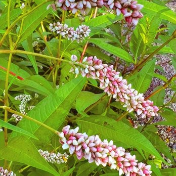 Devonshire Aquatic Center - Pale Persicaria August 25, 2022 - Swimming Pools Near Me - Skokie, Illinois