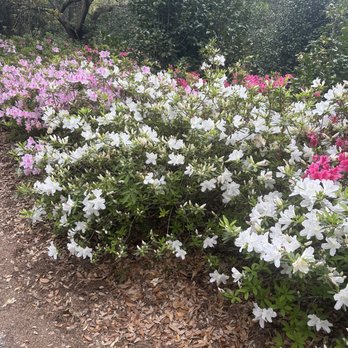 Bellingrath Gardens and Home - Azaleas in bloom - Museums Near Me - Theodore, Alabama Bellingrath Gardens and Home - Azaleas in bloom - Museums Near Me - Theodore, Alabama