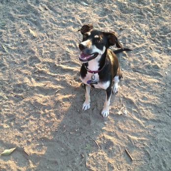 Carlson Dog Park - Bella a what we would call normie - Dog Parks Near Me - Riverside, California Carlson Dog Park - Bella a what we would call normie - Dog Parks Near Me - Riverside, California