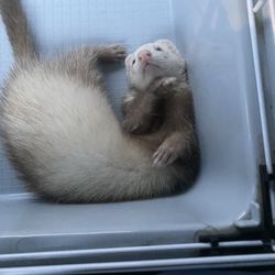 Jules Pet Shop - Ferret