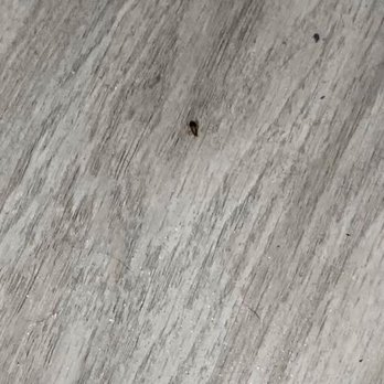 Casa Grande Apartment Homes - roaches - Apartments Near Me - Cypress, California Casa Grande Apartment Homes - roaches - Apartments Near Me - Cypress, California