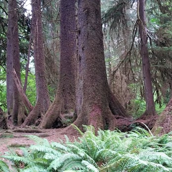 Hoh Rainforest - Rows of trees - Hiking Near Me - Forks, Washington