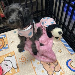 Carthage Animal Hospital - One day after surgery and you would not know it (except for matching recovery suits).