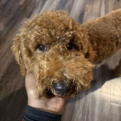 Four Paws Pet Spa