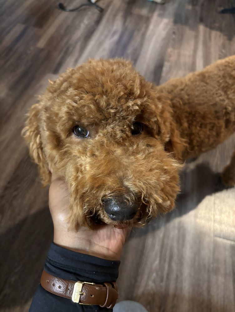 Four Paws Pet Spa - pet boarding facility in Franklin, TN