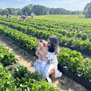Page Farms - U-Pick Strawberries - Fruits & Veggies Near Me - Raleigh, North Carolina Page Farms - U-Pick Strawberries - Fruits & Veggies Near Me - Raleigh, North Carolina
