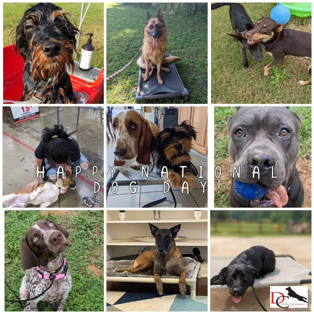 D&C DOG TRAINING 11 Photos 2260 Jim Taylor Rd, Woodlawn, TN Yelp