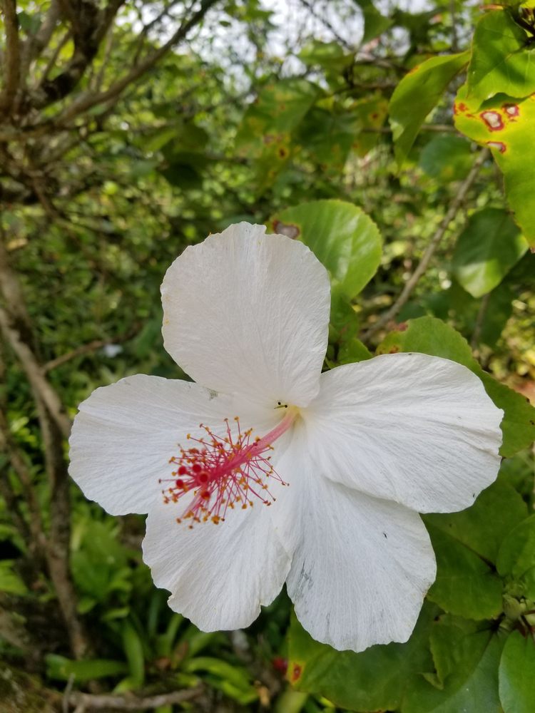 DOLE PINEAPPLE GARDEN MAZE 178 Photos & 53 Reviews Botanical