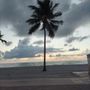 Photo of Bougainvillea On the Beach
