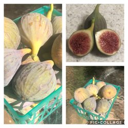 Figgy Farms - Penryn