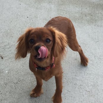 Cavaliers By Crumley - Chloe - Pet Training Near Me - Lula, Georgia