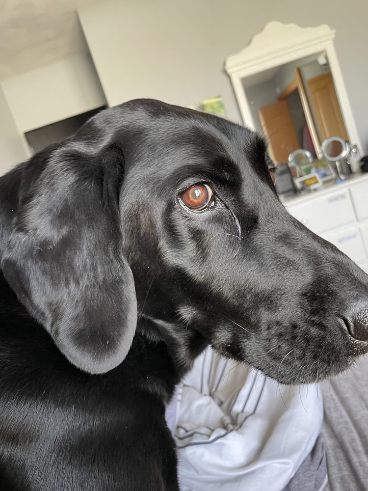 PAWS 2 HANDS Request a Quote 11 Photos Janesville, Wisconsin