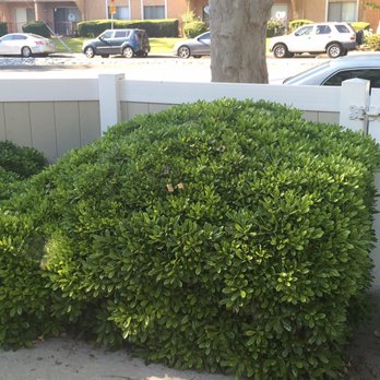 SoCal Tree Pros - Before - Tree Services Near Me SoCal Tree Pros - Before - Tree Services Near Me