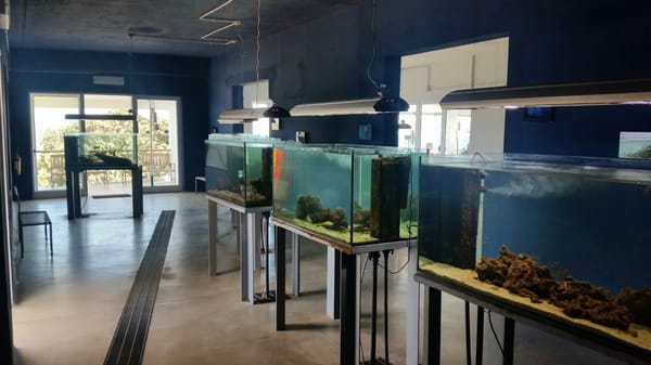 Fradis Minoris Ristorante by null