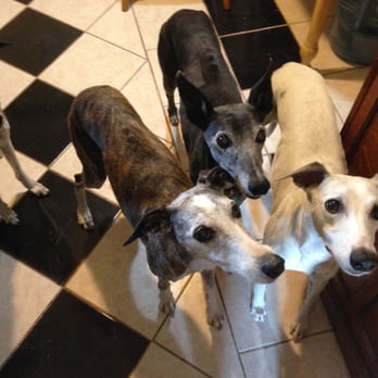 Devoted Pet Sitting and Dog Training - Clients Boo and Vemi with my pups begging for cookies ;) - Pet Training Near Me Devoted Pet Sitting and Dog Training - Clients Boo and Vemi with my pups begging for cookies ;) - Pet Training Near Me