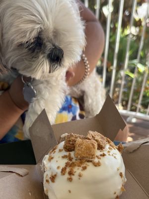 The Salty Donut by null