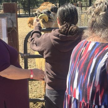 Morgan Hill Wine Trolley - Nest Box Farm -- Feeding bananas to the cow - Wine Tours Near Me