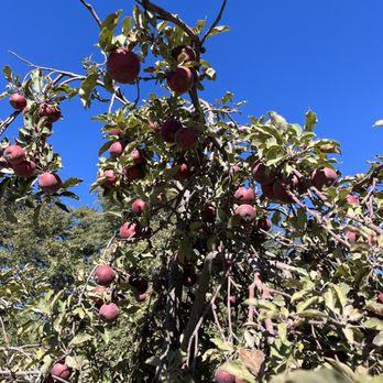 Riley's Farm - Fruits & Veggies Near Me - Oak Glen, California Riley's Farm - Fruits & Veggies Near Me - Oak Glen, California