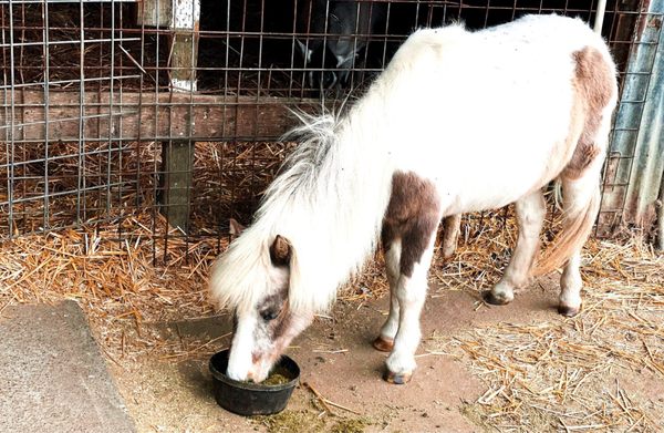 Harley Farms Goat Dairy by null