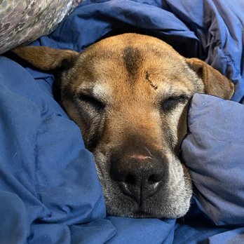 Suite Dog Daze - Resting after her first big wknd at a boarding facility. - Pet Groomers Near Me - Salem, Oregon