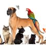 Photo of Furdelis Pet Transport
