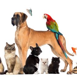 Furdelis Pet Transport - Pets