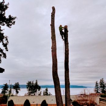 ZEE'S TREE SERVICE - Large multi trunk deodar cedar removal - Tree Services Near Me ZEE'S TREE SERVICE - Large multi trunk deodar cedar removal - Tree Services Near Me