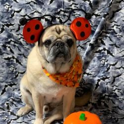 Glamour Paws Cape Coral
