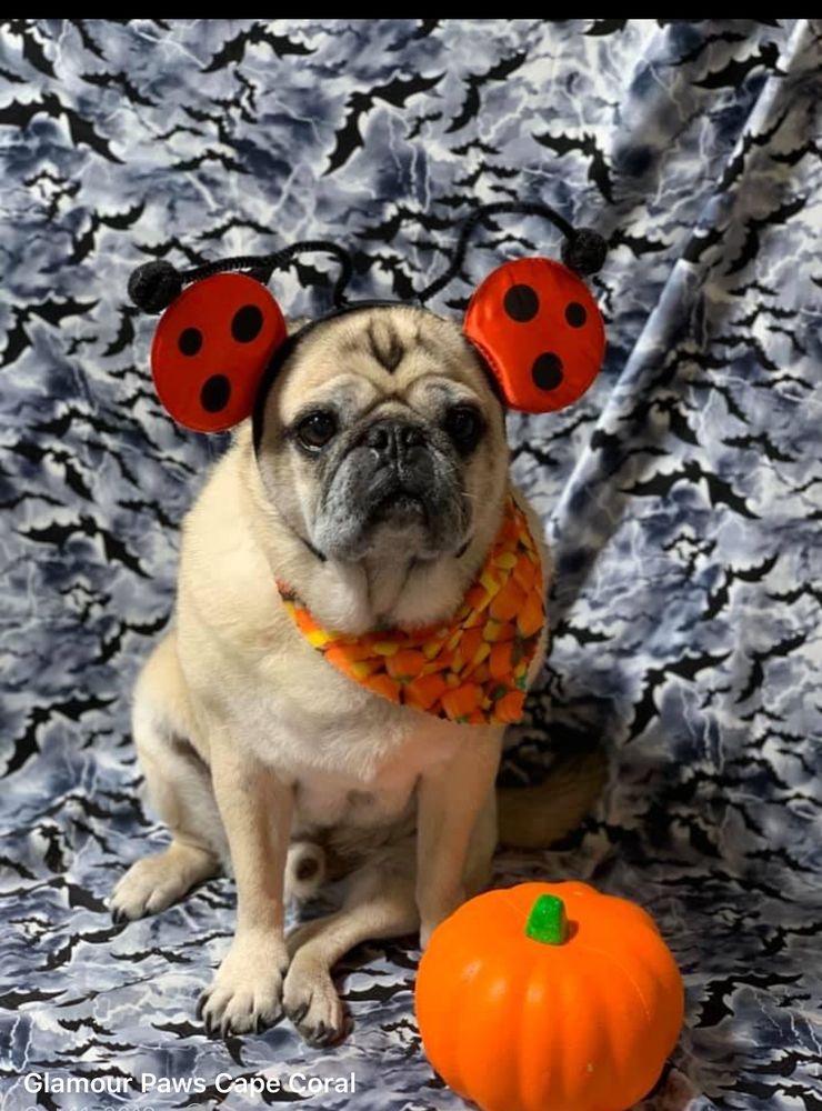 Glamour Paws Cape Coral Image