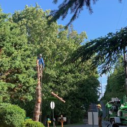 Tangled Roots Tree Care
