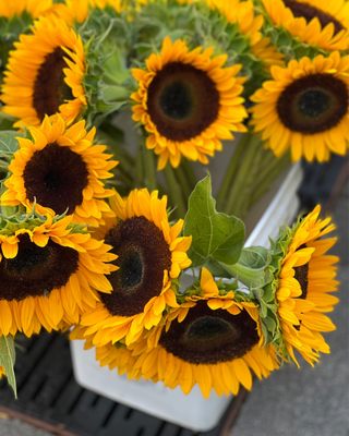 SOAR Farmers Market by null