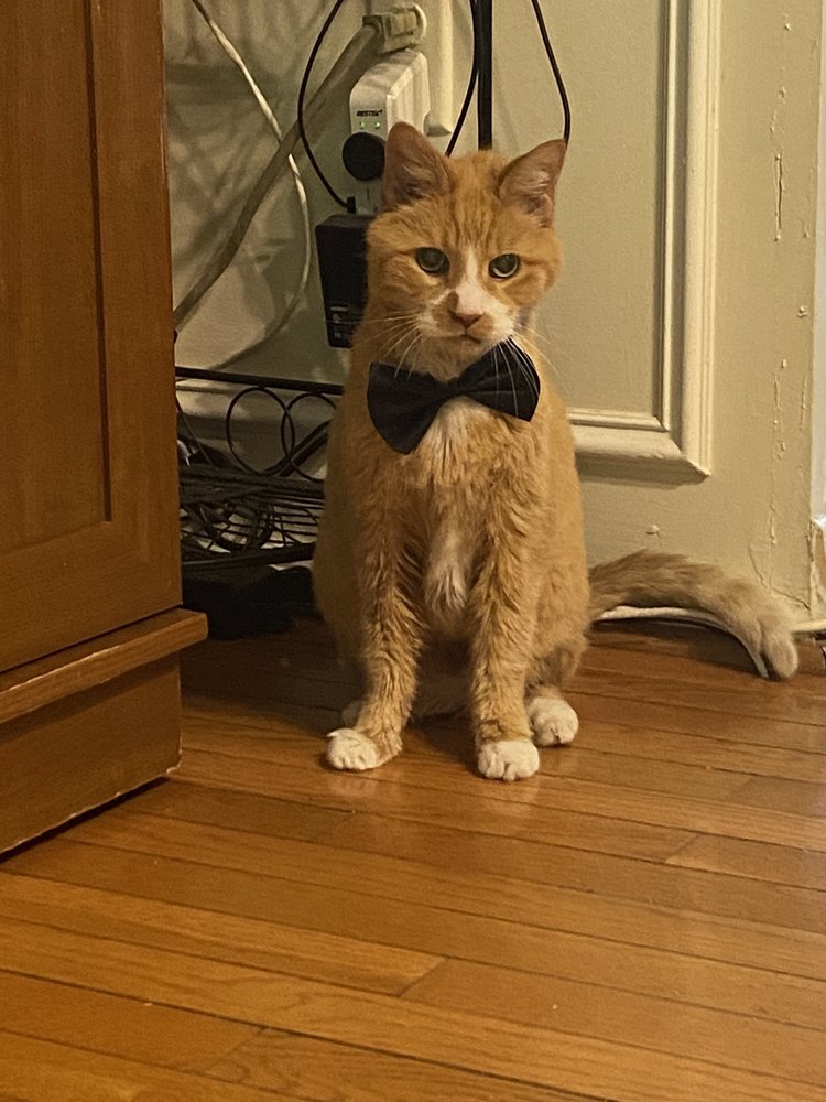 COMPANION ANIMAL CLINIC Updated May 2024 57 Reviews 10998 Clara